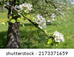Small branch of an old pear tree with three clusters of flowers