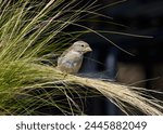 House sparrow  passer...