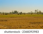 Small photo of rice fields that are turning yellow due to the long dry season in the equatorial area.