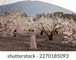 Brunette girl in straw hat and long pink dress walks among Blooming with white flowers almond orchard near Kfar Tavor in Norhern Israel on the background of Mount or hill Tabor on sunset