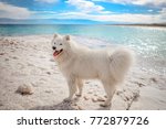 White Samoyed Dog Walks Among...