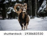 Mouflon in snowy landscape, Czech republic.