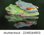 Two Green Frog With Reflection...