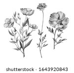 hand drawn botanical... | Shutterstock . vector #1643920843