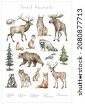 Watercolor Wild Forest Animals. ...
