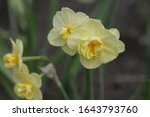 Daffodils In Bloom  Yellow...