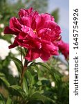 Small photo of Peonies bloom, Karl Rosenfield variety