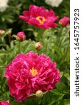 Small photo of Peonies begin to bloom, Carl Rosenfield variety