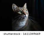 Tabby Cat On A Dark Background