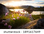 Flowers Growing Out Of Rock At...