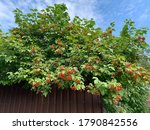 Red Viburnum Branch In A...