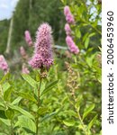 Small photo of Steeple Bush (Spiraea tomentosa) flowering.