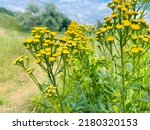 Yellow flowers of common tansy, Tanacetum vulgare. Plant of Tansy (Tanacetum vulgare, Common Tansy, Bitter Buttons, Cow Bitter, Mugwort, Golden Buttons).