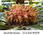 Flowers Of Drooping Cycad Close ...