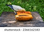 Small photo of The silver-tipped imperial pigeon (Ducula luctuosa), also known as the white imperial pigeon or white-tipped imperial pigeon eating papaya in Malaysia