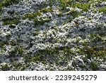 Frosty winter in UK. Frozen grass. Textured background.