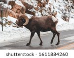 Big Horn Sheep crossing road in Estes Park
