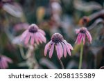 Frost On Purple Coneflower At...