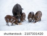 Wild boars in the winter forest came to the feeder to eat grain. A mother pig with offspring survives in winter. Man supports the population of wild animals in winter. Image with selective focus