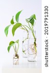 Small photo of Young shoots of Golden pothos,Epipremnum aureum rooted in transparent glass bottle in water.Propagating pothos plant Devils Ivy,Ivy Arum,Ceylon Creeper from leaf cutting in water.Copy space