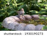 Female House Finch Perched At...