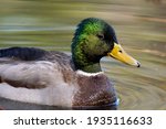 Male Mallard Duck Floating In A ...