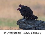 Pair Of Turkey Vultures Perched ...
