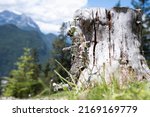 Close Up Of A Tree Stump In An...