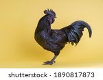A special all-black hen species from Indonesia - Ayam Cemani. The whole rooster is black, with feathers, skin, ribs, flesh, bones. Yellow background.
