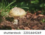 Small photo of Specimen of the very toxic mushroom Amanita Phalloides, called Death Cap the most poisonous mushroom in the world, recognizable by its phallic shape.