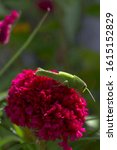 Small photo of Closeup of red coxcomb flowers with grasshopper