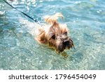 Dog   Yorkshire Terrier With A...