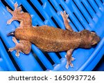 Small photo of Brown House Lizard Had An Autotomy