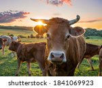 Cows in field, one cow looking at the camera during sunset in the evening