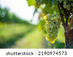 White grapes hanging from lush green vine with blurred vineyard background. The named of Rhine Riesling grapes at the harvest season, Hungary