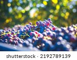 Blue vine grapes. Grapes for making red wine in the harvesting crate. Detailed view of a grape vines in a vineyard in autumn, Hungary