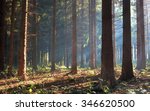 Autumn Pine Forest With...