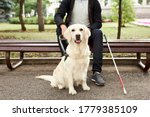 young blind man stroke his helpful dog guide, kind golden retriever love his owner, while walking outdoors