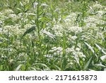 Common goatweed, Aegopodium podagraria, is an herbaceous umbrella plant used as food in salads. View of a clearing with white flowers of a perennial flowering weed on a summer day