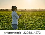 Smart farmer woman agronomist checks the field with tablet. Inteligent agriculture and digital agriculture.