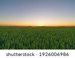 Rural landscape of young green wheat growing in fields at sunset