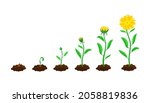 stages of flower sowing and... | Shutterstock .eps vector #2058819836