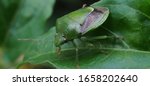 The Green Stink Bug Or Green...