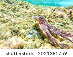 Octopus (Octopus vulgaris Cuvier, 1797) or octopus is a cephalopod of the Octopodidae family at sea.Octopus swims free in the sea