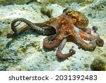 Small photo of Octopus (Octopus vulgaris Cuvier, 1797) or octopus is a cephalopod of the Octopodidae family at sea.