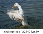 Beautiful White Duck Flapping...