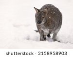 Small photo of The red-necked wallaby or Bennett's wallaby (Notamacropus rufogriseus) in snow during the winter.