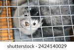 Fur farm. a gray mink in a cage ...
