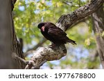 A Turkey Vulture Perched In A...