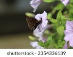 Small photo of A Horace's dusky wing butterfly feeding on petunias
